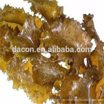 Fucus vesiculosus Iodo0.2% Alginic acid 20%